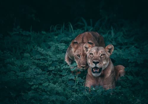 two-lioness-on-green-plants