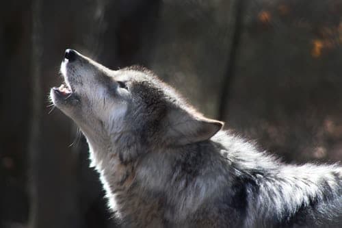 close-up-photography-of-howling-wolf