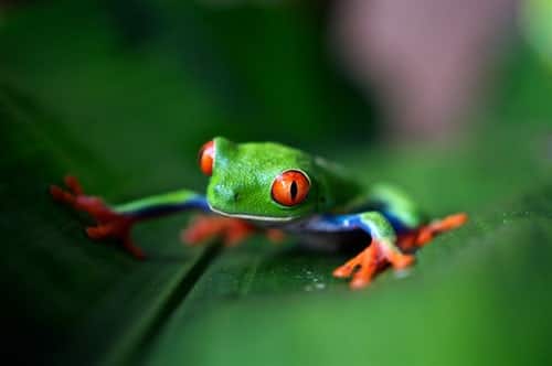 green-frog-on-green-leaf-in-selective-focus-photography
