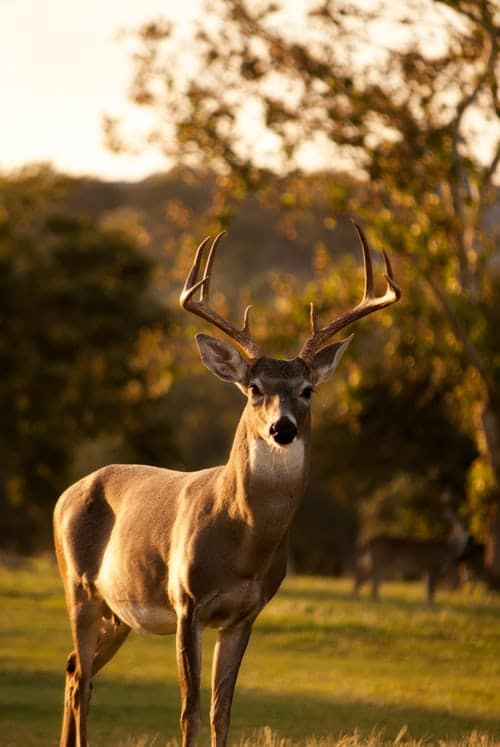 brown-deer-standing-on-green-grass-field