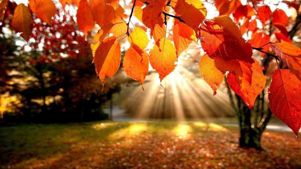 autumn-orange-sun-tree-leaves