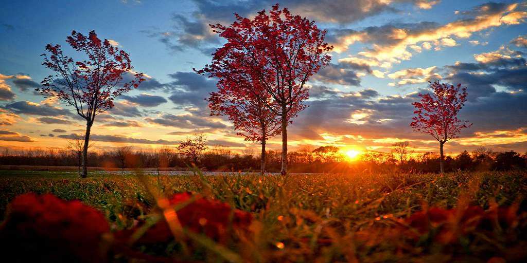 autumn-sunset-sky-tree