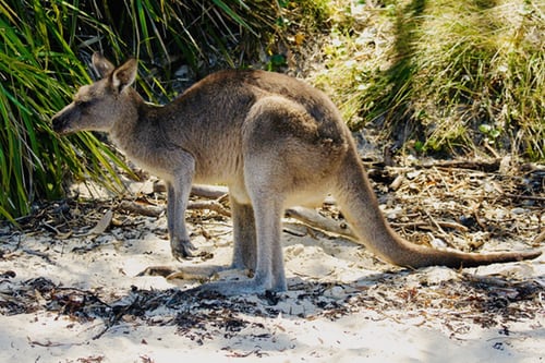 kangaroo-near-green-leaf-plants-during-daytime