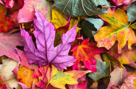 autumn-flowers-different-colors