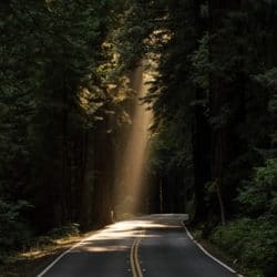 empty-concrete-road-covered-surrounded-by-tall-tress-with-sun-rays